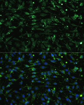 CHRM1 Antibody