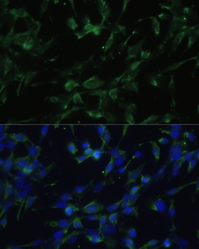 CHRM1 Antibody