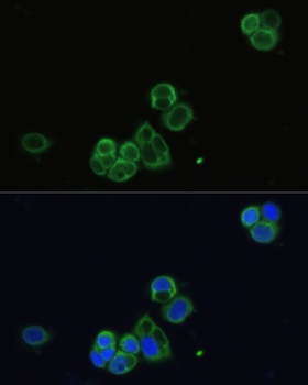 CHRM1 Antibody