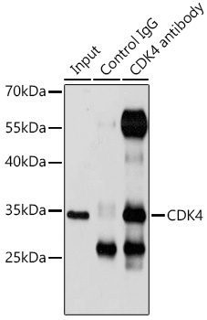 CDK4 Antibody