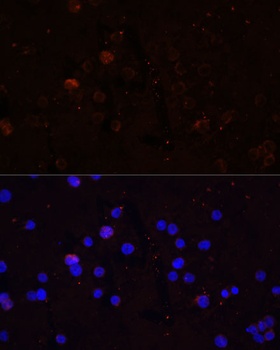 CD86 Antibody