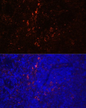 CD86 Antibody