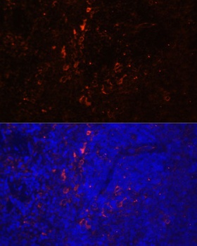 CD86 Antibody