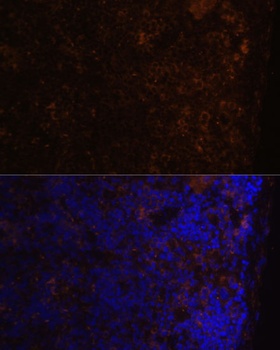 CD86 Antibody