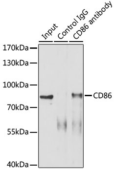 CD86 Antibody