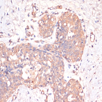 CASP3 Antibody