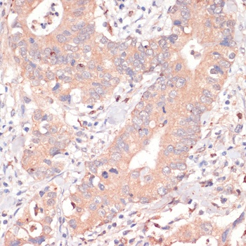 CASP3 Antibody