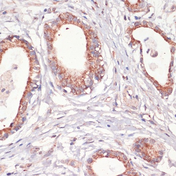 CASP3 Antibody