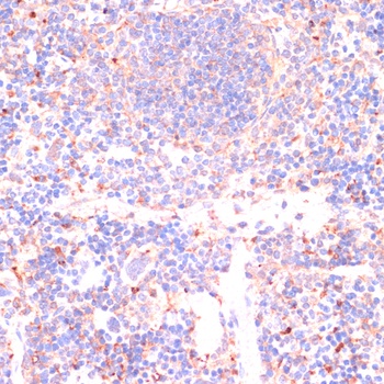 CASP3 Antibody