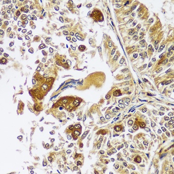 CAST Antibody
