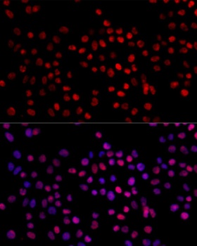 XRCC4 Antibody