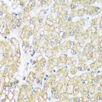 ATP5I Antibody