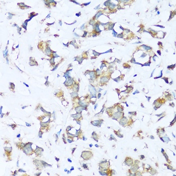 ATP5I Antibody