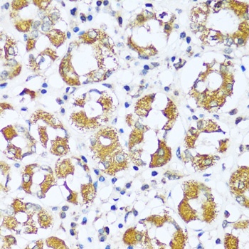 ATP5I Antibody