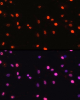 DNMT1 Antibody