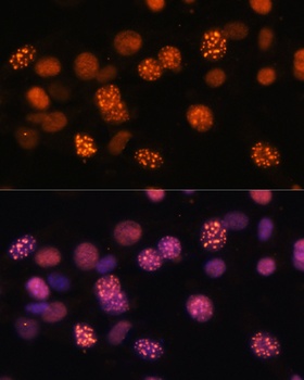 DNMT1 Antibody