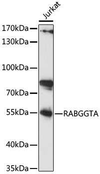 RABGGTA Antibody