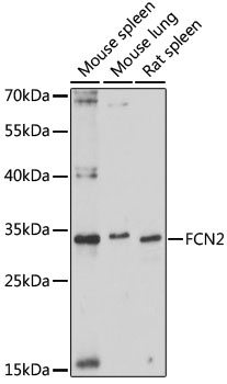 FCN2 Antibody