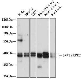 ERK1 / ERK2 Antibody