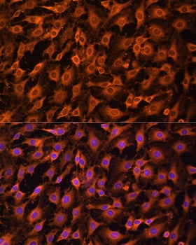 MAPK1/MAPK3 Antibody