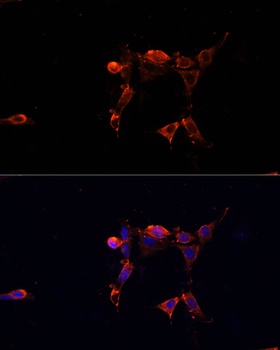 MAPK1/MAPK3 Antibody