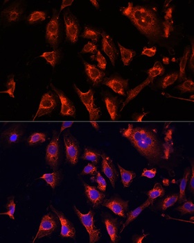 MAPK1/MAPK3 Antibody