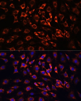 MAPK1/MAPK3 Antibody