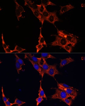 MAPK1/MAPK3 Antibody