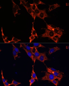 ERK1 / ERK2 Antibody
