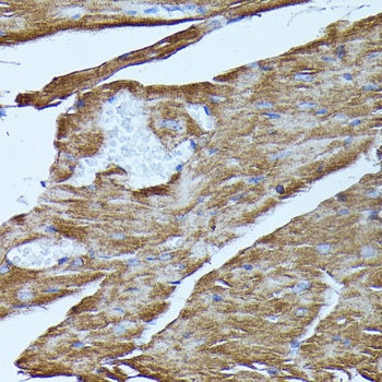 ERK1 / ERK2 Antibody