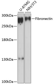 FN1 Antibody