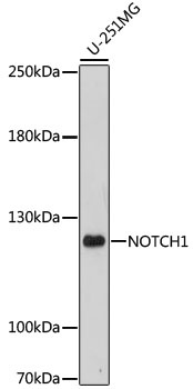 NOTCH1 Antibody