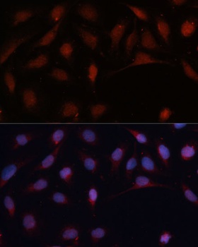 ASC / TMS1 Antibody