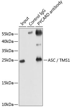 PYCARD Antibody