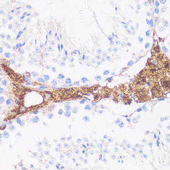 VTN Antibody