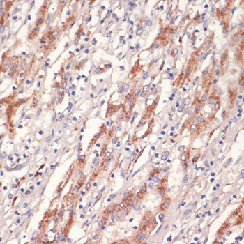 PRKAA1 Antibody