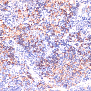 PRKAA1 Antibody