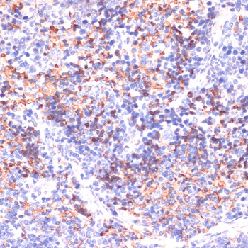 PRKAA1 Antibody