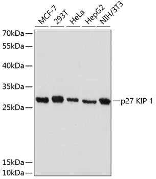 CDKN1B Antibody