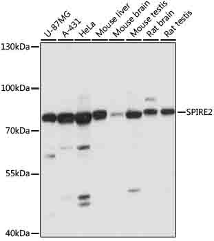 SPIRE2 Antibody