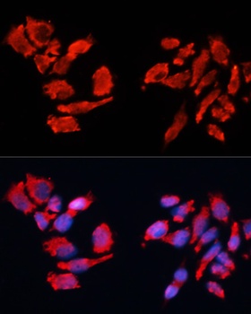 CA9 Antibody