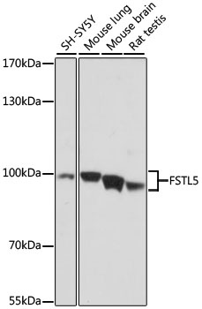 FSTL5 Antibody