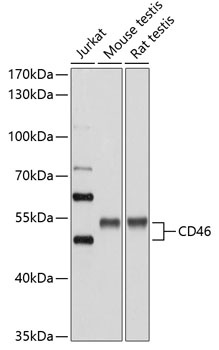 CD46 Antibody