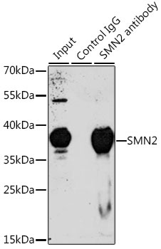 SMN2 Antibody