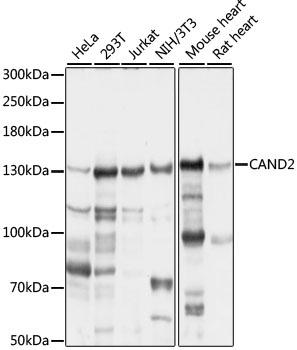 CAND2 Antibody