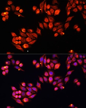 Heparanase 1 Antibody
