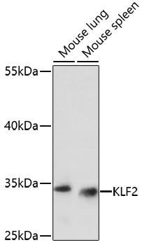 KLF2 Antibody