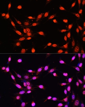 KLF2 Antibody