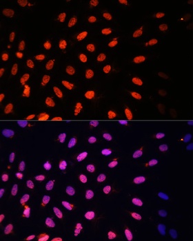 KLF2 Antibody