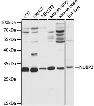 NUBP2 Antibody